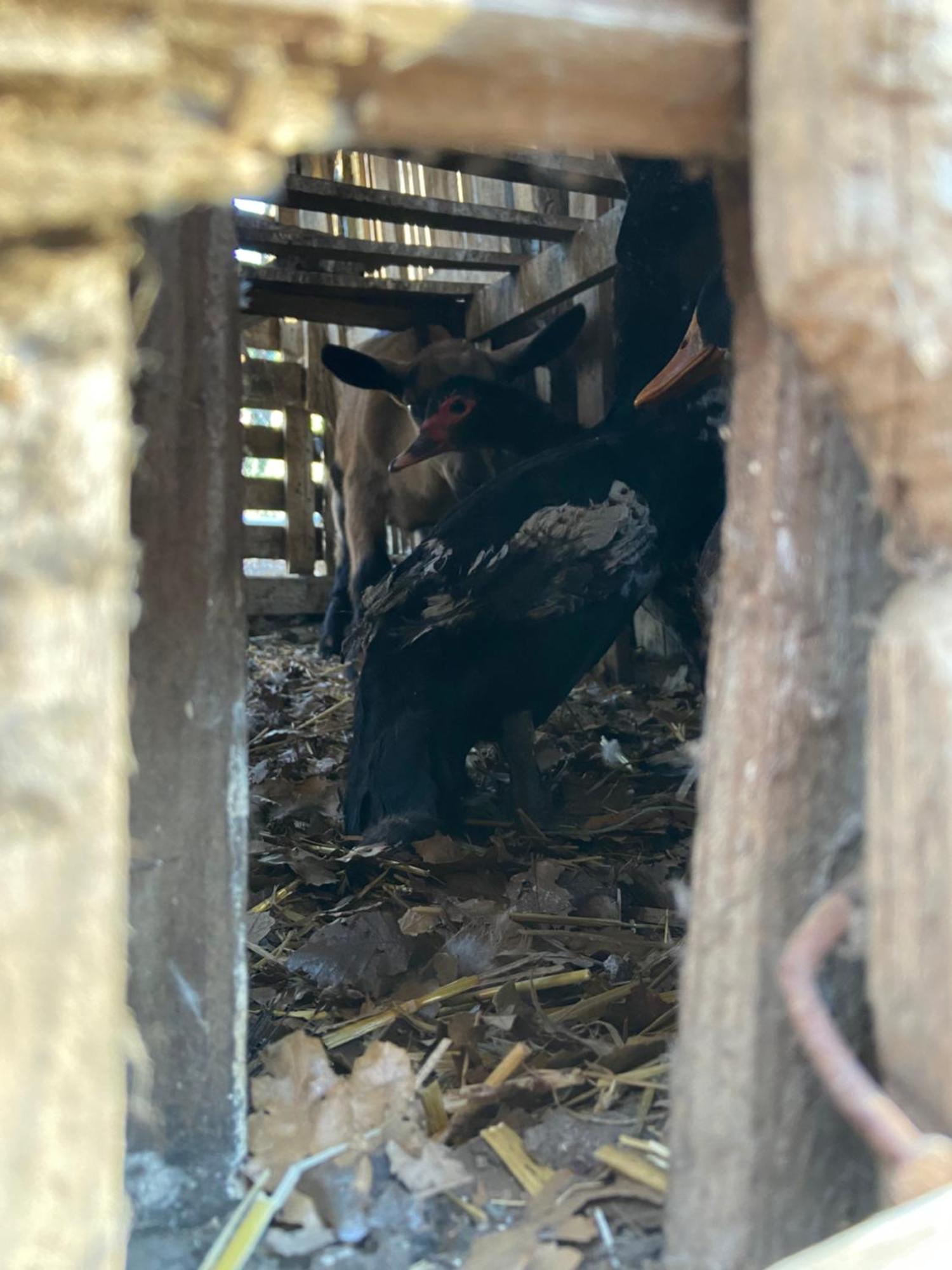 Agora Farmhouse Koman Zewnętrze zdjęcie